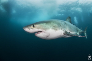 "Great White"
On the 22.08.2015 my life changed forever ... by Allen Walker 